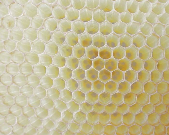 蜂窝，工作蜂，细胞