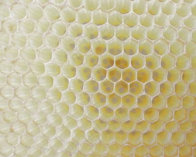 蜂窝，工作蜂，细胞