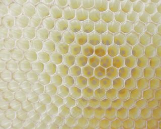 蜂窝，工作蜂，细胞