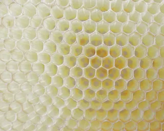 蜂窝，工作蜂，细胞