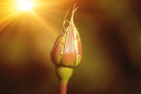 花，开花，关闭，花，玫瑰，关闭