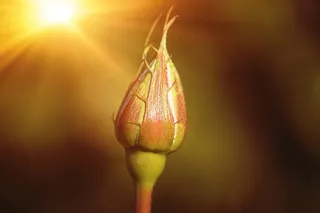 花，开花，关闭，花，玫瑰，关闭