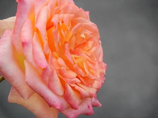 花，玫瑰，花的，白，浪漫，开花，爱情