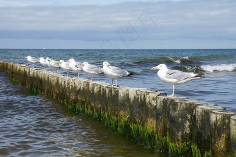 沧海，海鸥，Groyne，坐在，休息，鸟，鸟类