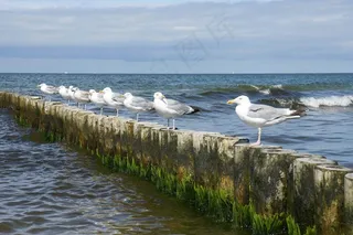 沧海，海鸥，Groyne，坐在，休息，鸟，鸟类