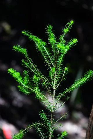引擎，树希思，埃里卡·阿博雷亚，希瑟，埃里卡