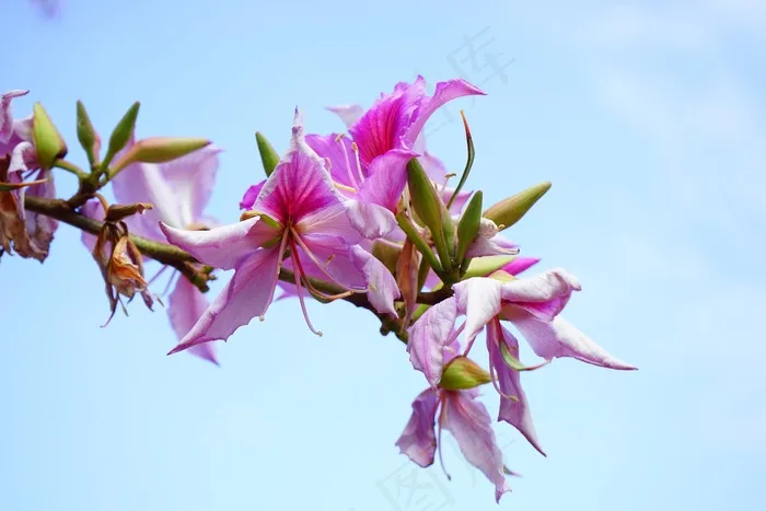 鲜花，粉红色，树，紫荆花，紫荆花，兰花
