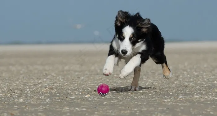 边境牧羊犬，海滩，狗与球