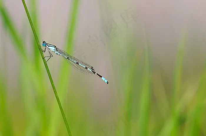昆虫，蜻蜓，自然