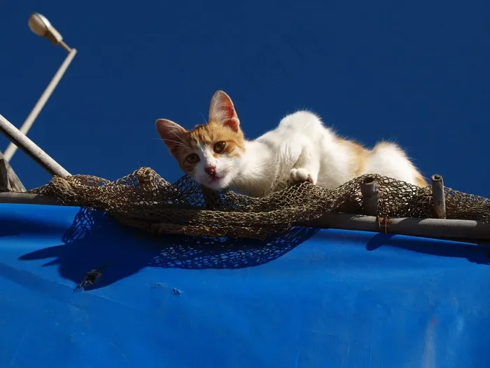 猫，猫，伏击