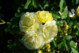 玫瑰，花，自然，植物，黄色