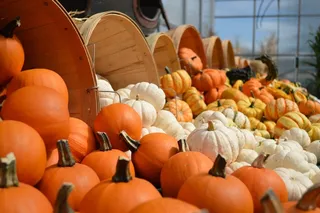 南瓜,大南瓜,冬南瓜,臭瓜,南瓜灯,多彩的南瓜和水桶