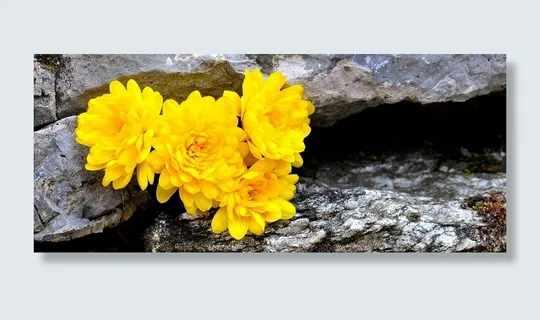 菊花,花,鲜花,黄色,石头,性质 菊花,花,鲜花,黄色,石头,性质