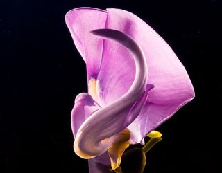 开花，花，粉红色