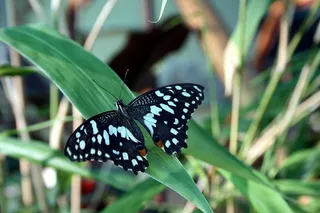 蝴蝶，自然，昆虫，特写，热带昆虫