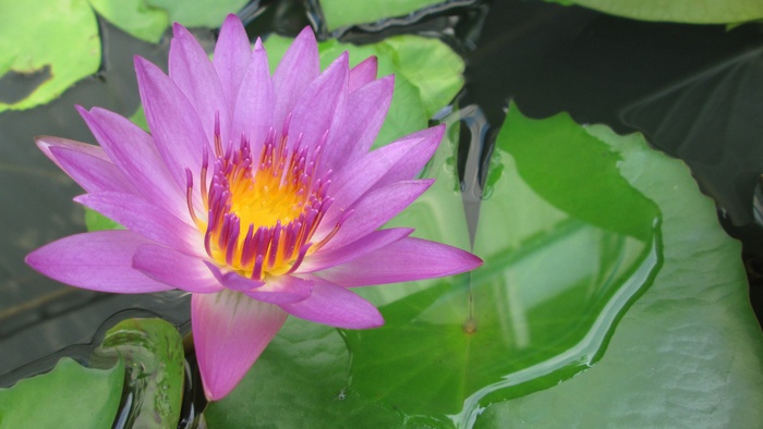 莲花，紫色，植物，自然，花