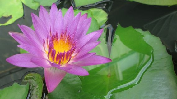 莲花，紫色，植物，自然，花