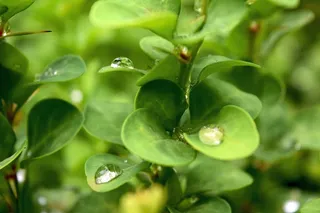 植物,盆栽植物,树,柿花,桔子,植物上的雨滴