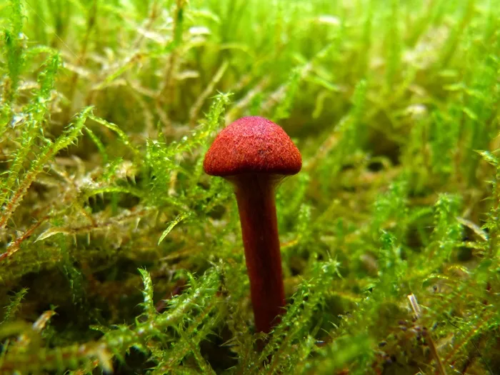 蘑菇，布朗，青苔，渺小，秋，森林，帽子