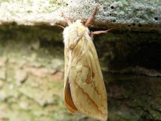 虫子,飞蛾,衣蛾,大蜡螟,食叶蛾,鬼蛾女＃6