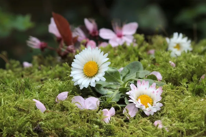 鲜花，雏菊，春天，花园