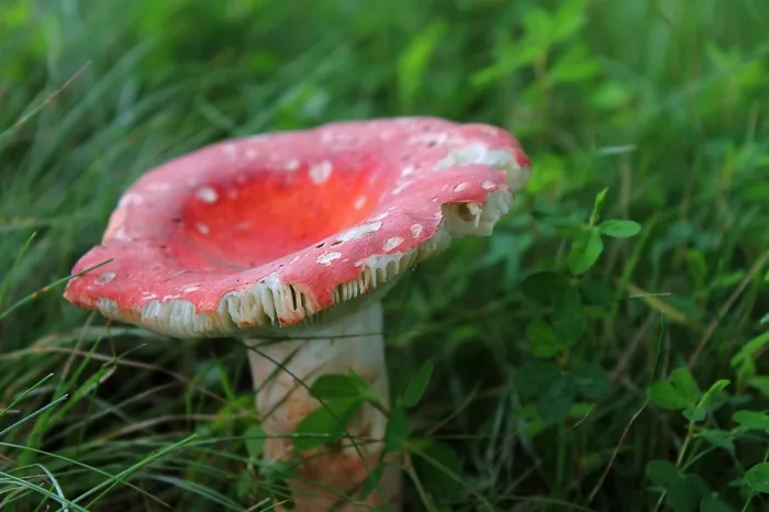 蘑菇，真菌，毒菌，一，立场，真菌，成长