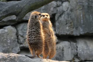 猫鼬，手表，警卫队，自然，动物，哺乳动物，可笑