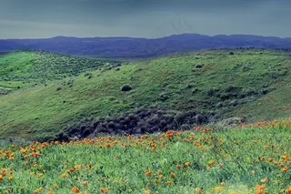 场，小山，绿色，拓荒，鲜花，小狗，蓝色，夏天