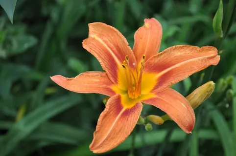 百合,花,橙色,花的,盛开,华丽,明亮 百合,花,橙色,花的,盛开,华丽,明亮