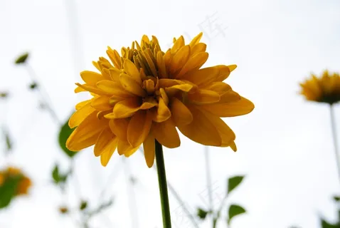 黄花，单黄花，芙蓉花，一个人