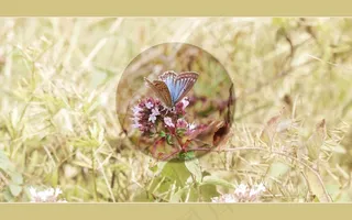 蝴蝶，背景，屏幕，蓝色，牛至，草原