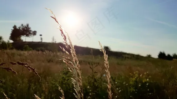 禾本科,树,天空,谷莠子,风景,自然场太阳谷物 禾本科,树,天空,谷莠子,风景,自然场太阳谷物
