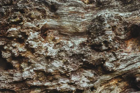 树,石头,虫子,工艺品,模糊图片,木树棕色树皮 树,石头,虫子,工艺品,模糊图片,木树棕色树皮