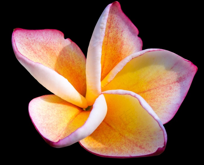 鸡蛋花，开花，观赏花卉，花