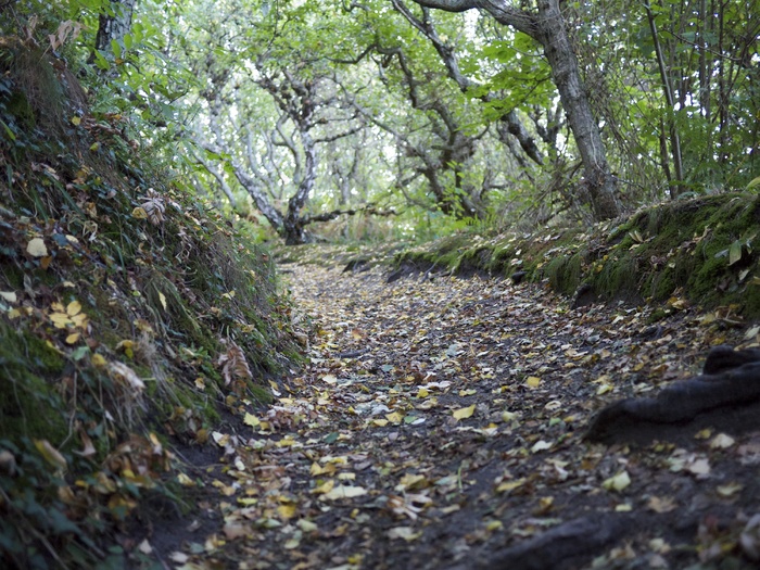 路径，绿色，博恩霍尔姆，树，有机，农业
