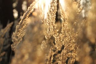 草，背光，太阳，景观，自然