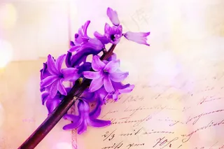 风信子，粉红色，花，鲜花，植物，香花