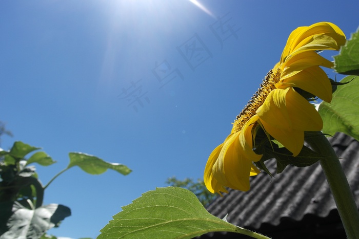 向日葵，天堂，黄色，太阳