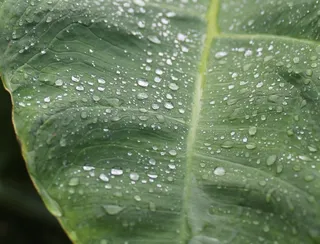雨，滴灌，绿色，植物，叶影，水，雨滴，湿