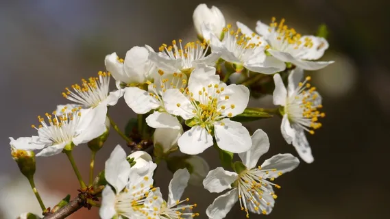 蜜蜂,花,春天 蜜蜂,花,春天