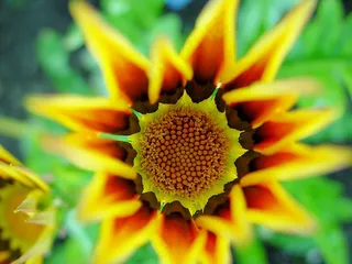 百合，花，植物，宏，花园，花的，开花