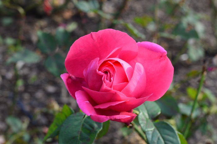 鲜花，玫瑰，粉红色，秋季，景观，花园