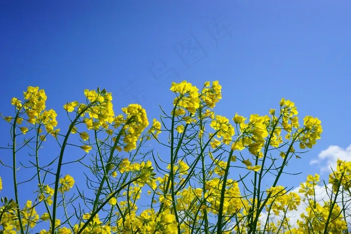 油菜花，花序，油菜，黄色