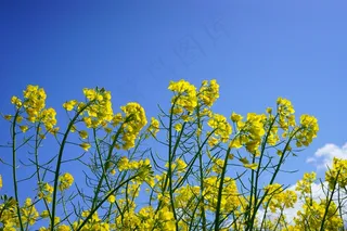 油菜花，花序，油菜，黄色