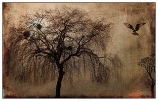 景观，神秘，树，猛禽，鸟，心情，照明