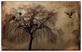 景观，神秘，树，猛禽，鸟，心情，照明