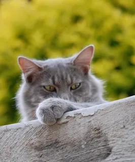 猫,猫的,宠物,小猫,家养,凯蒂,毛皮,虎斑猫 猫,猫的,宠物,小猫,家养,凯蒂,毛皮,虎斑猫