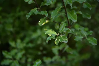 叶子，光，结构，绿色，树木，自然