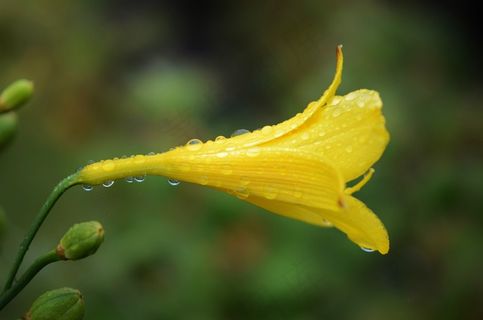 黄色，花卉，水机，拖放，性质，湿，宏，雨
