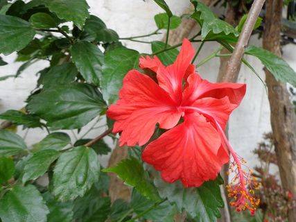 花的，植物，自然，开花，花瓣